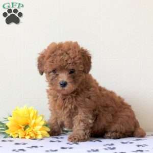 Imani, Cavapoo Puppy