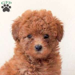 Imani, Cavapoo Puppy