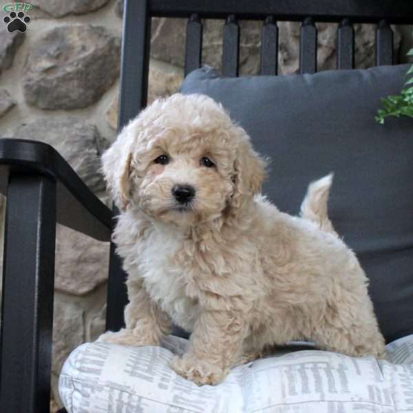 Imogen, Bich-Poo Puppy
