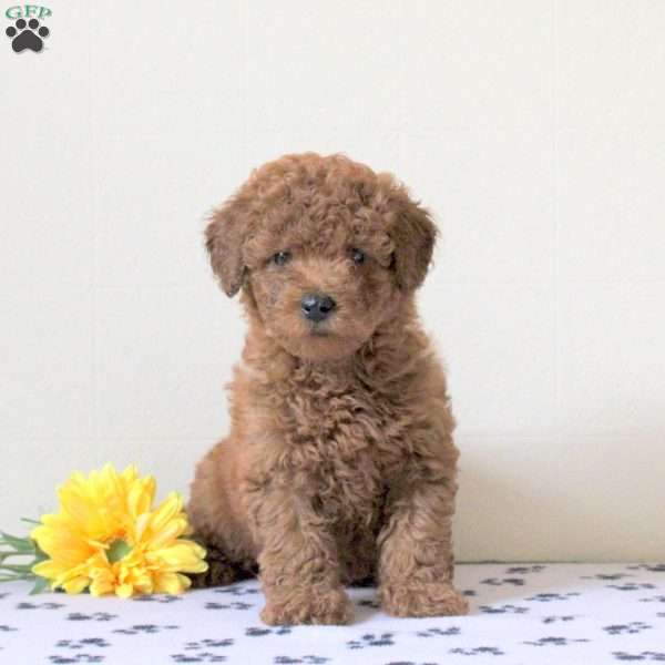 Indy, Cavapoo Puppy