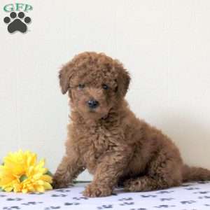 Indy, Cavapoo Puppy