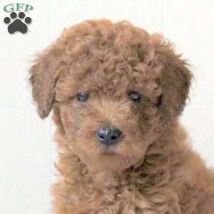 Indy, Cavapoo Puppy