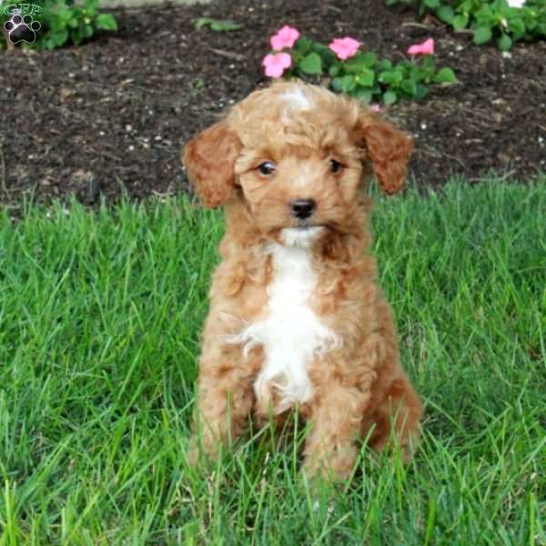 Inez, Mini Goldendoodle Puppy
