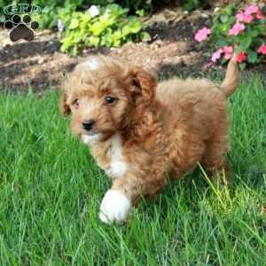 Inez, Mini Goldendoodle Puppy