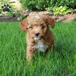 Inez, Mini Goldendoodle Puppy