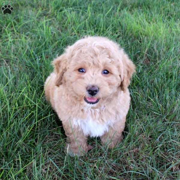 Infiniti, Bich-Poo Puppy