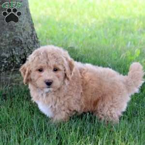 Infiniti, Bich-Poo Puppy