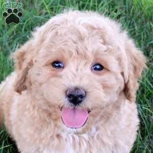 Infiniti, Bich-Poo Puppy