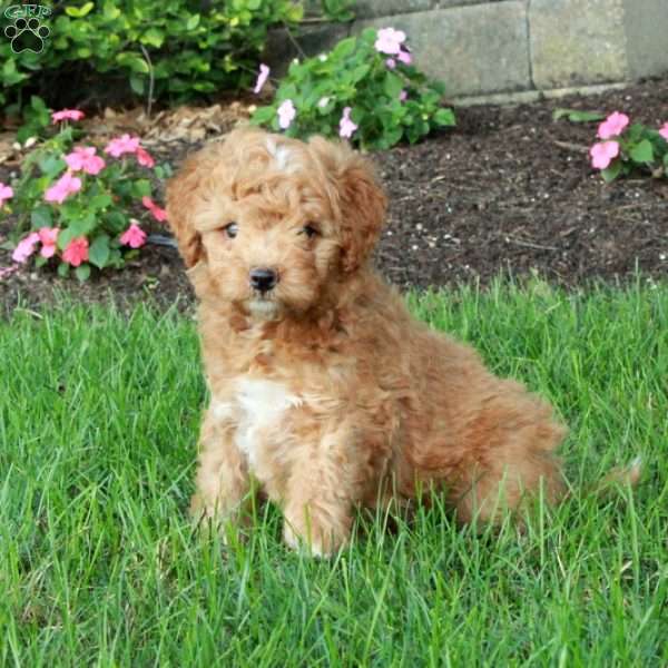 Ingrid, Mini Goldendoodle Puppy