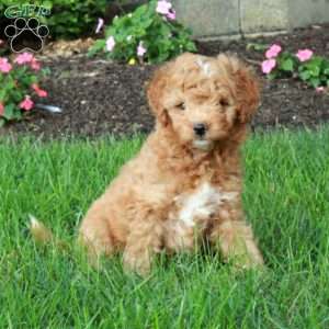Ingrid, Mini Goldendoodle Puppy