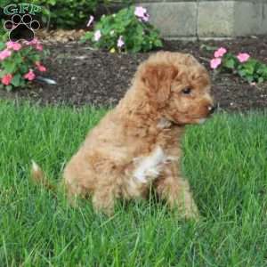 Ingrid, Mini Goldendoodle Puppy