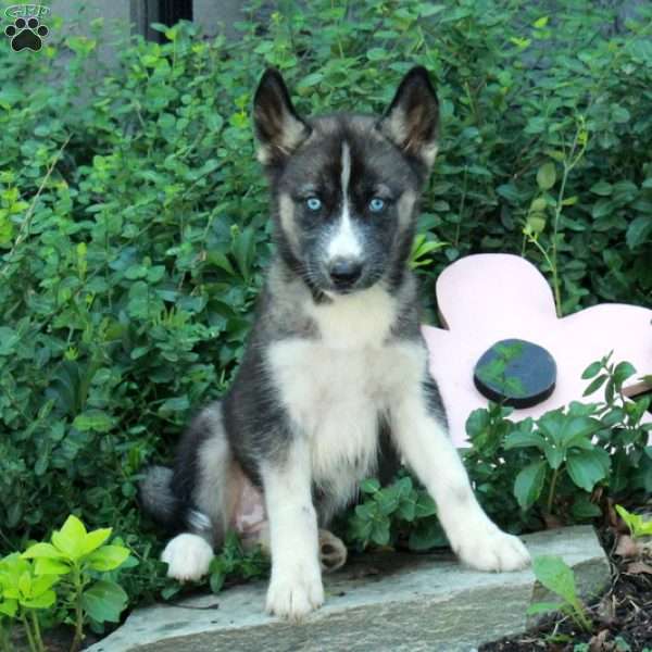 Irena, Siberian Husky Puppy