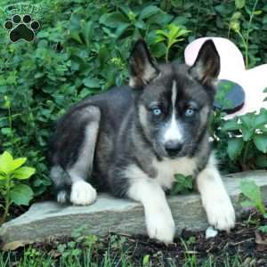Irena, Siberian Husky Puppy