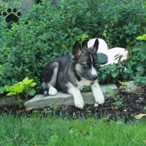Irena, Siberian Husky Puppy