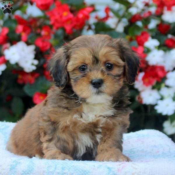 Isaac, Shih-Poo Puppy