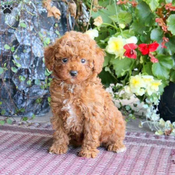 Isabelle, Miniature Poodle Puppy