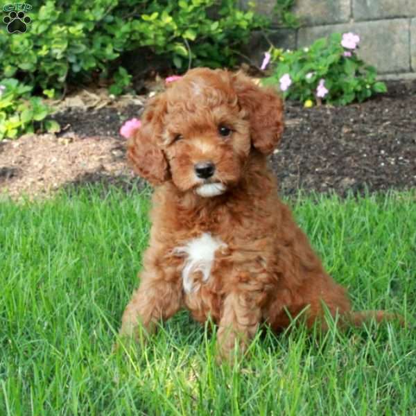 Isla, Mini Goldendoodle Puppy