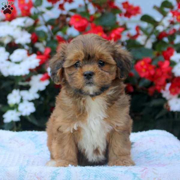 Isla, Shih-Poo Puppy