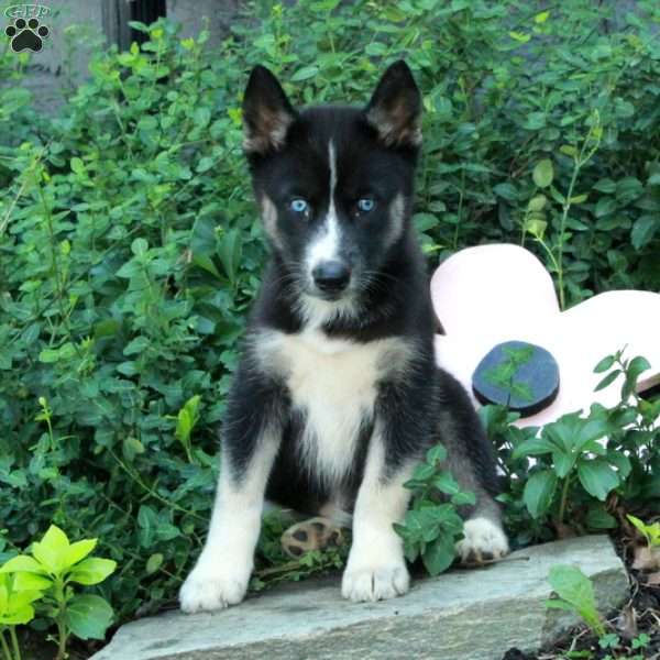 Isla, Siberian Husky Puppy