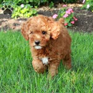 Isla, Mini Goldendoodle Puppy