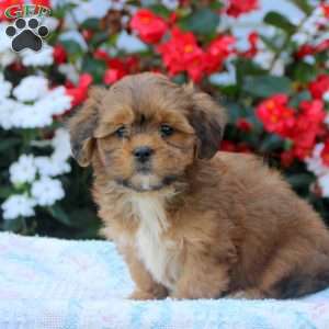 Isla, Shih-Poo Puppy