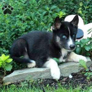 Isla, Siberian Husky Puppy