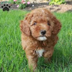 Isla, Mini Goldendoodle Puppy