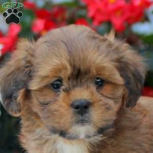Isla, Shih-Poo Puppy