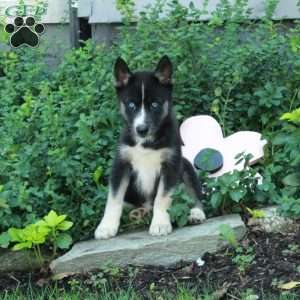 Isla, Siberian Husky Puppy