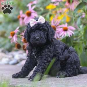 Issebelle, Newfypoo Puppy