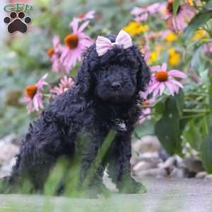 Issebelle, Newfypoo Puppy