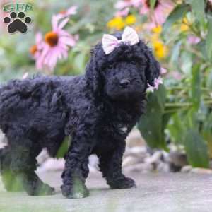 Issebelle, Newfypoo Puppy
