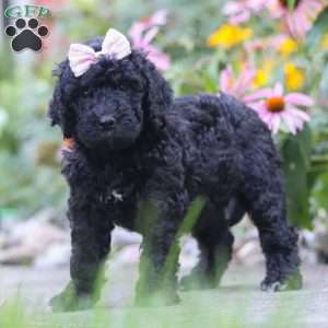 Issebelle, Newfypoo Puppy