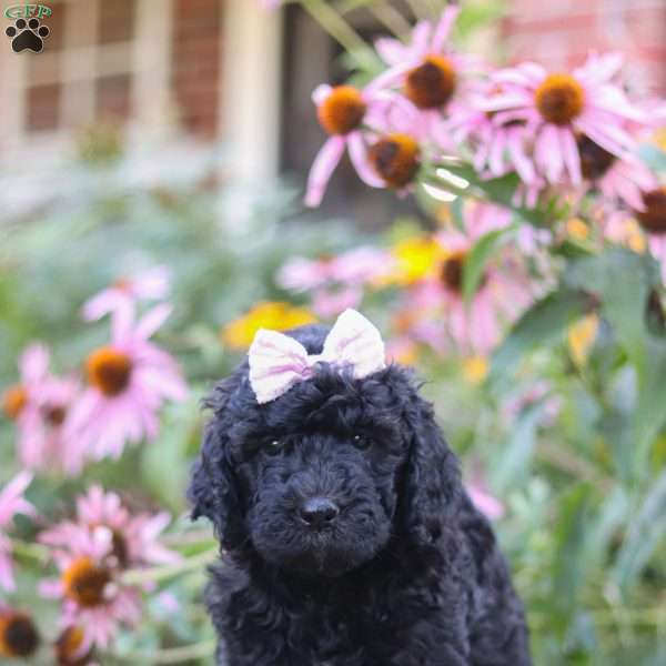 Issebelle, Newfypoo Puppy