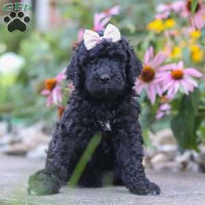 Issebelle, Newfypoo Puppy
