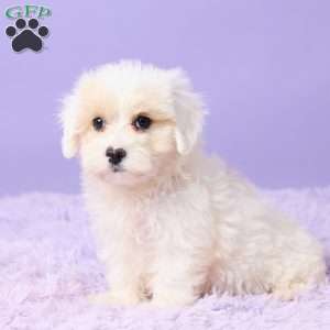 Issy, Maltipoo Puppy