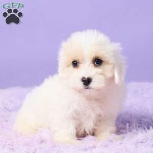 Issy, Maltipoo Puppy