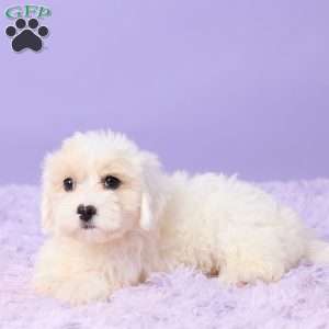 Issy, Maltipoo Puppy