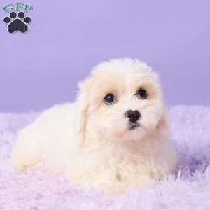 Issy, Maltipoo Puppy