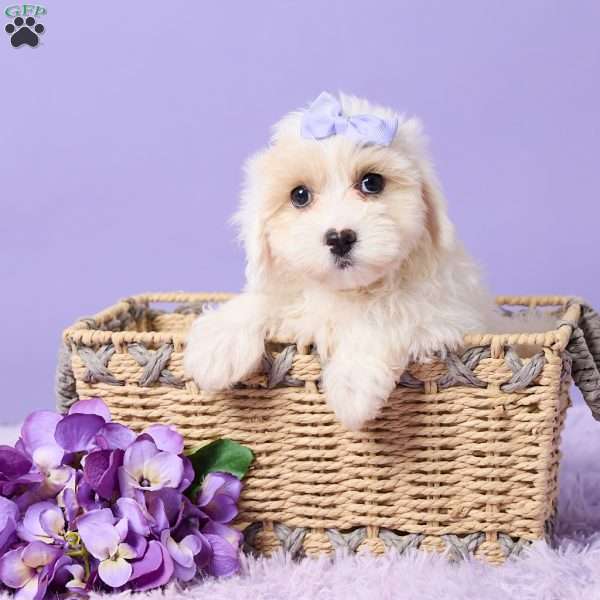 Issy, Maltipoo Puppy