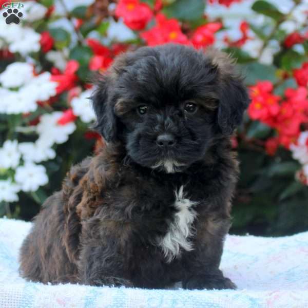 Ivan, Shih-Poo Puppy