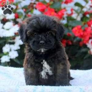 Ivan, Shih-Poo Puppy