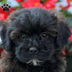 Ivan, Shih-Poo Puppy