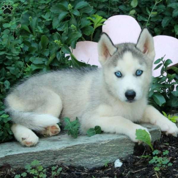 Ivory, Siberian Husky Puppy