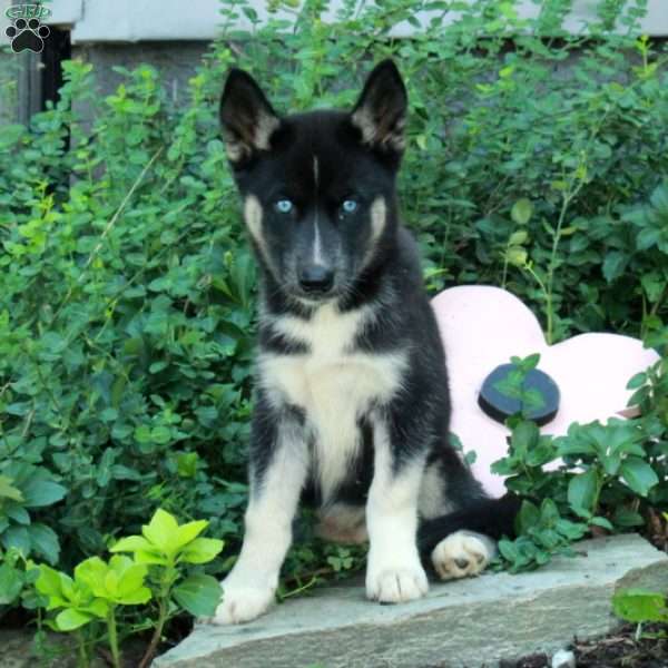 Ivy, Siberian Husky Puppy