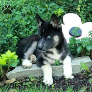 Ivy, Siberian Husky Puppy