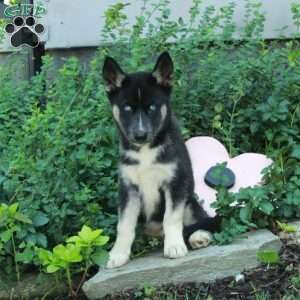 Ivy, Siberian Husky Puppy