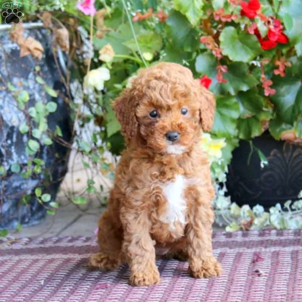 Ivy, Miniature Poodle Puppy