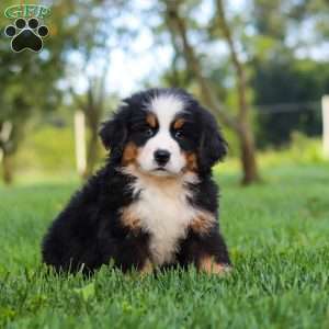 Izzy, Bernese Mountain Dog Puppy