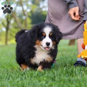 Izzy, Bernese Mountain Dog Puppy